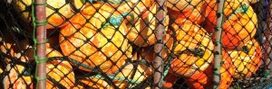 Couta rock buoys